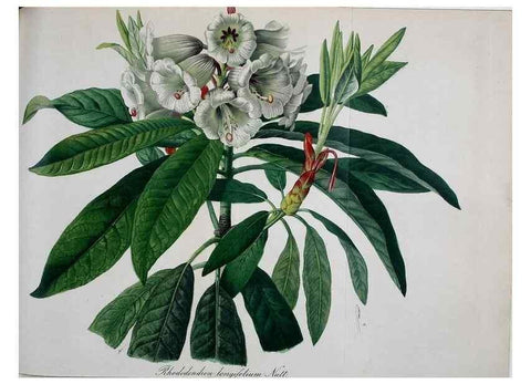 Reproducción/Reproduction 49691608772: Gartenflora.. Erlangen :F. Enke,1852-1940.. 