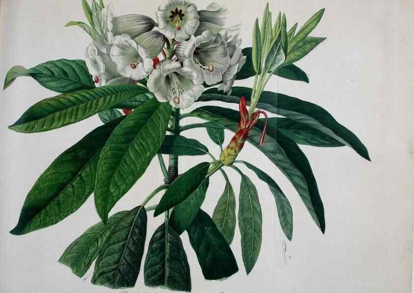 Reproducción/Reproduction 49691608772: Gartenflora.. Erlangen :F. Enke,1852-1940.. 