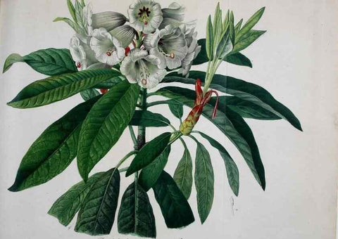 Reproducción/Reproduction 49691608772: Gartenflora.. Erlangen :F. Enke,1852-1940.. 