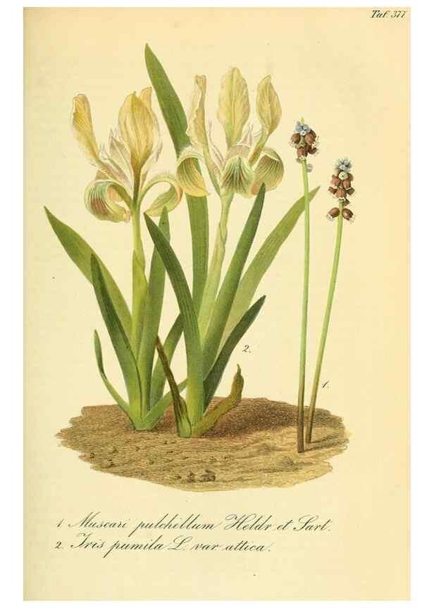 Reproducción/Reproduction 49690765053: Gartenflora.. Erlangen :F. Enke,1852-1940.. 