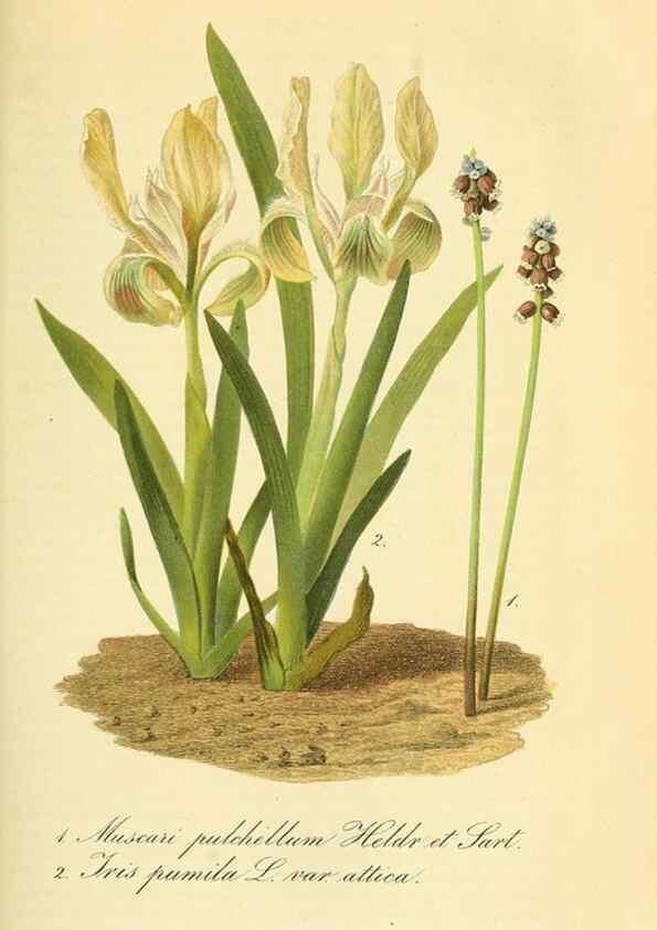 Reproducción/Reproduction 49690765053: Gartenflora.. Erlangen :F. Enke,1852-1940.. 