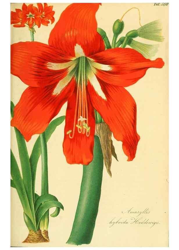 Reproducción/Reproduction 49691301281: Gartenflora.. Erlangen :F. Enke,1852-1940.. 