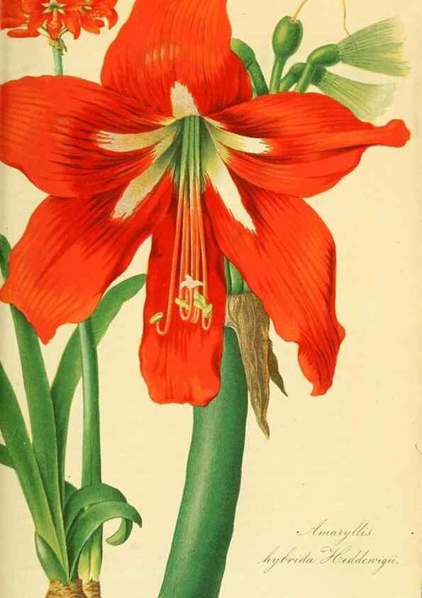 Reproducción/Reproduction 49691301281: Gartenflora.. Erlangen :F. Enke,1852-1940.. 