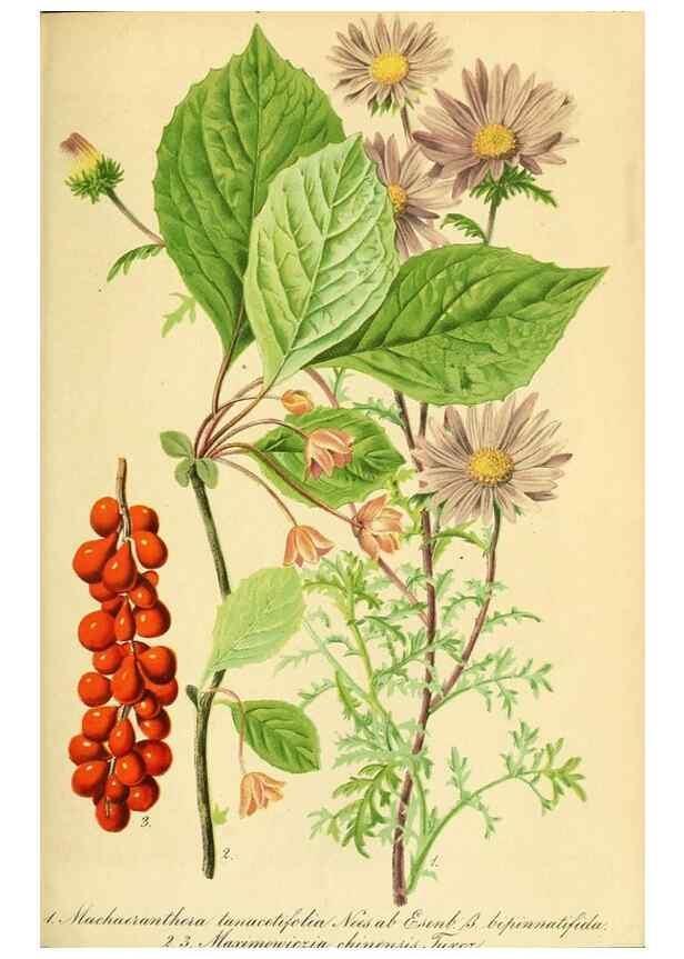 Reproducción/Reproduction 49691301606: Gartenflora.. Erlangen :F. Enke,1852-1940.. 