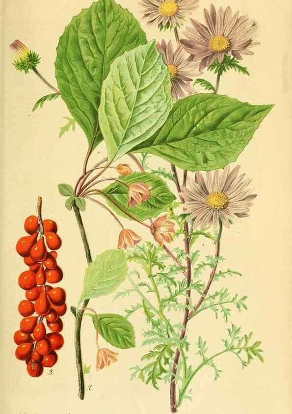 Reproducción/Reproduction 49691301606: Gartenflora.. Erlangen :F. Enke,1852-1940.. 