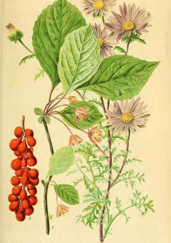 Reproducción/Reproduction 49691301606: Gartenflora.. Erlangen :F. Enke,1852-1940.. 