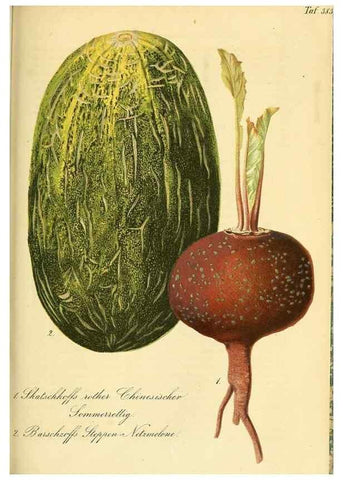 Reproducción/Reproduction 49691301876: Gartenflora.. Erlangen :F. Enke,1852-1940.. 