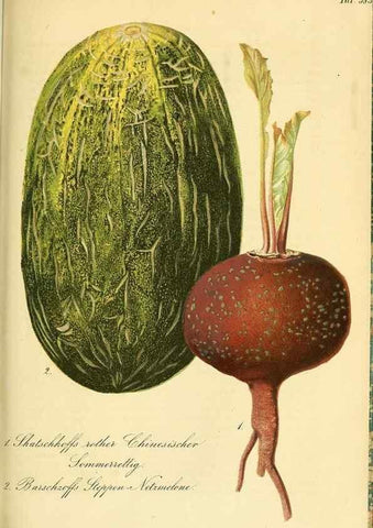 Reproducción/Reproduction 49691301876: Gartenflora.. Erlangen :F. Enke,1852-1940.. 