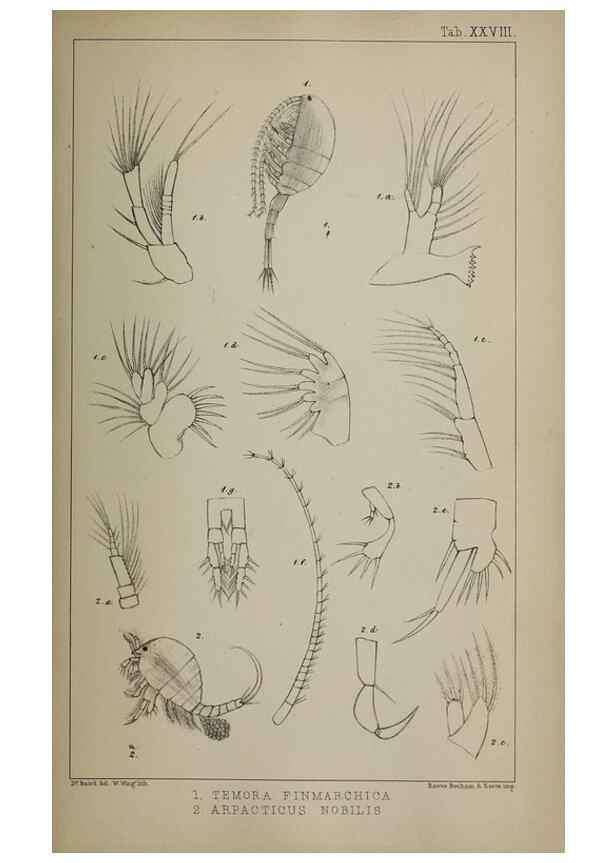 Reproducción/Reproduction 49691619612: The natural history of the British Entomostraca.. London,The Ray society,1850.. 