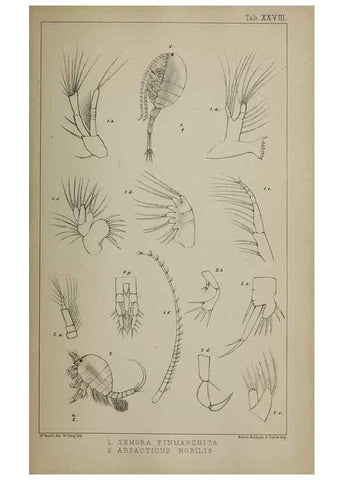Reproducción/Reproduction 49691619612: The natural history of the British Entomostraca.. London,The Ray society,1850.. 