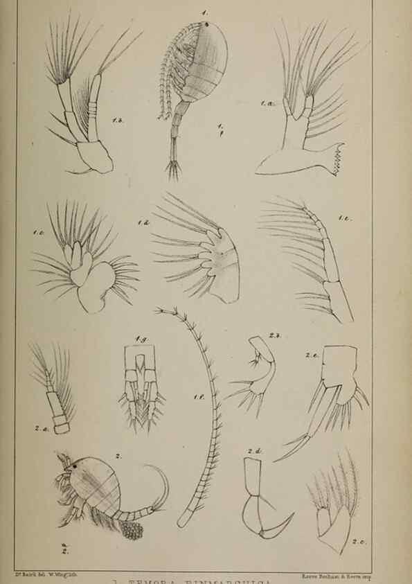 Reproducción/Reproduction 49691619612: The natural history of the British Entomostraca.. London,The Ray society,1850.. 