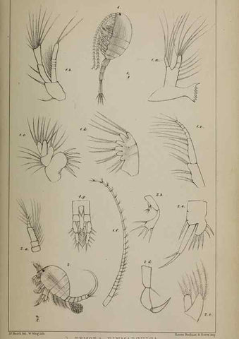 Reproducción/Reproduction 49691619612: The natural history of the British Entomostraca.. London,The Ray society,1850.. 