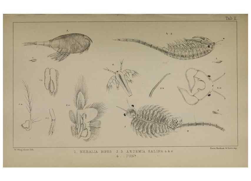 Reproducción/Reproduction 49691305776: The natural history of the British Entomostraca.. London,The Ray society,1850.. 