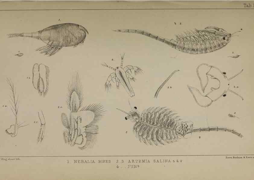 Reproducción/Reproduction 49691305776: The natural history of the British Entomostraca.. London,The Ray society,1850.. 