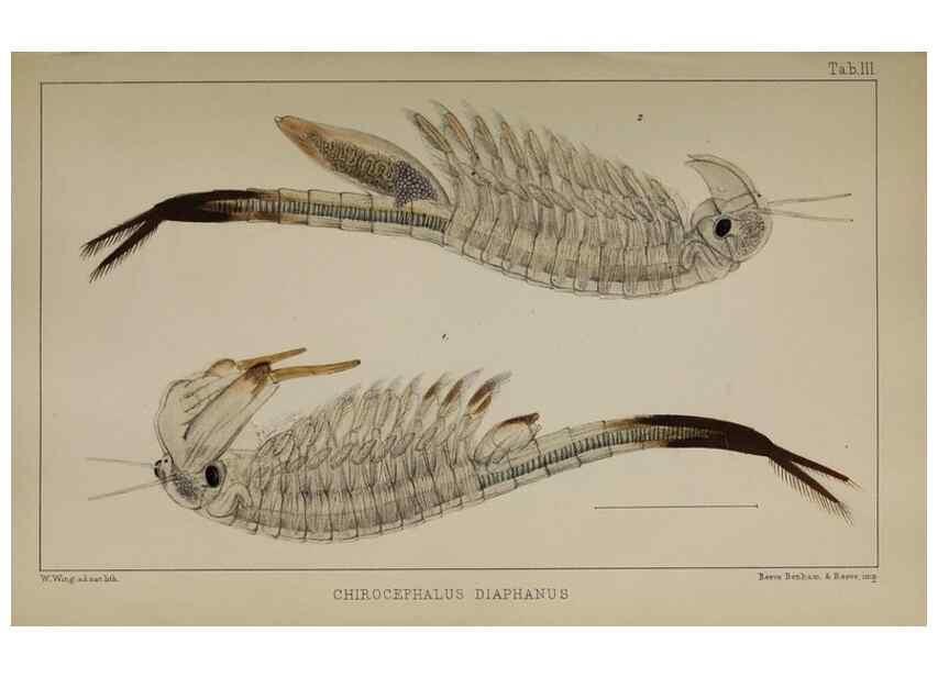 Reproducción/Reproduction 49690770668: The natural history of the British Entomostraca.. London,The Ray society,1850.. 