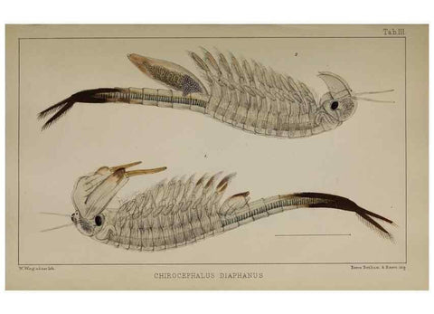 Reproducción/Reproduction 49690770668: The natural history of the British Entomostraca.. London,The Ray society,1850.. 