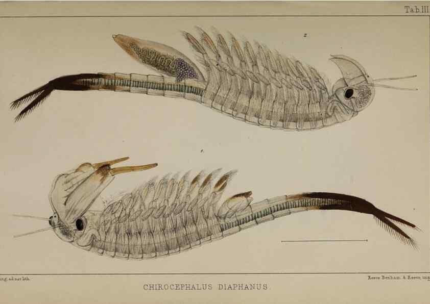 Reproducción/Reproduction 49690770668: The natural history of the British Entomostraca.. London,The Ray society,1850.. 