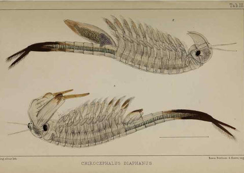 Reproducción/Reproduction 49690770668: The natural history of the British Entomostraca.. London,The Ray society,1850.. 