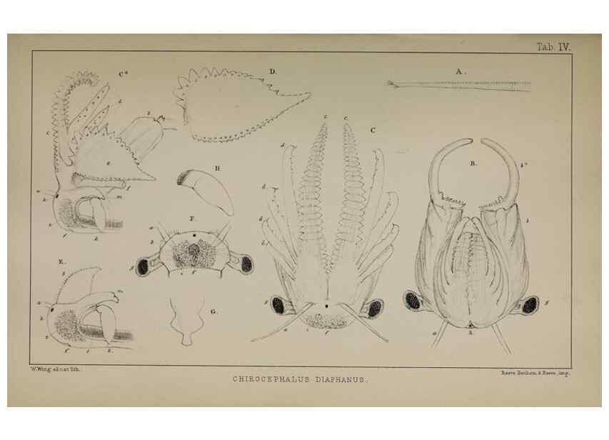 Reproducción/Reproduction 49691615002: The natural history of the British Entomostraca.. London,The Ray society,1850.. 