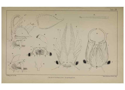 Reproducción/Reproduction 49691615002: The natural history of the British Entomostraca.. London,The Ray society,1850.. 