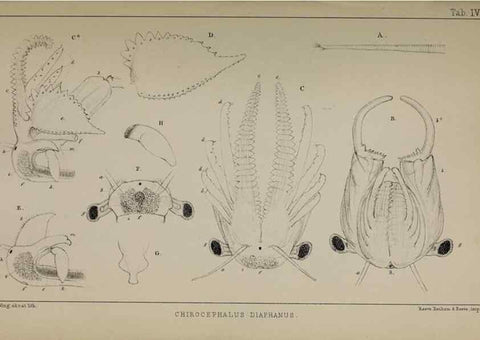 Reproducción/Reproduction 49691615002: The natural history of the British Entomostraca.. London,The Ray society,1850.. 