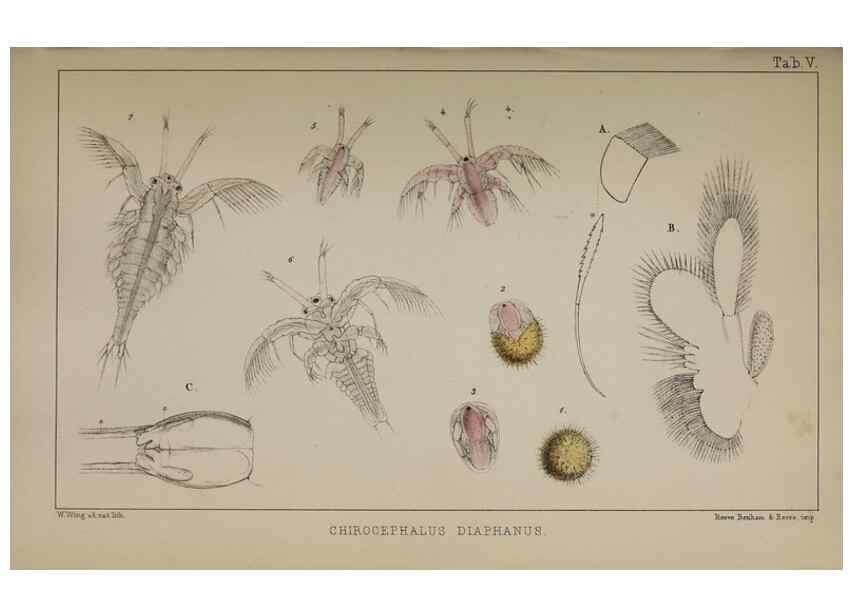 Reproducción/Reproduction 49690770973: The natural history of the British Entomostraca.. London,The Ray society,1850.. 