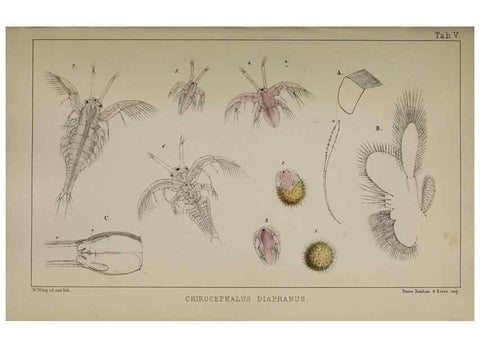 Reproducción/Reproduction 49690770973: The natural history of the British Entomostraca.. London,The Ray society,1850.. 