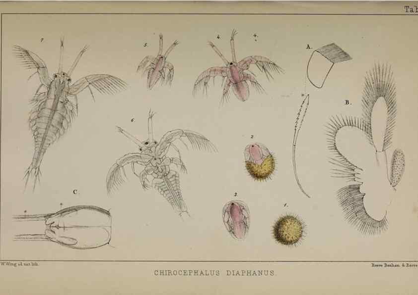 Reproducción/Reproduction 49690770973: The natural history of the British Entomostraca.. London,The Ray society,1850.. 