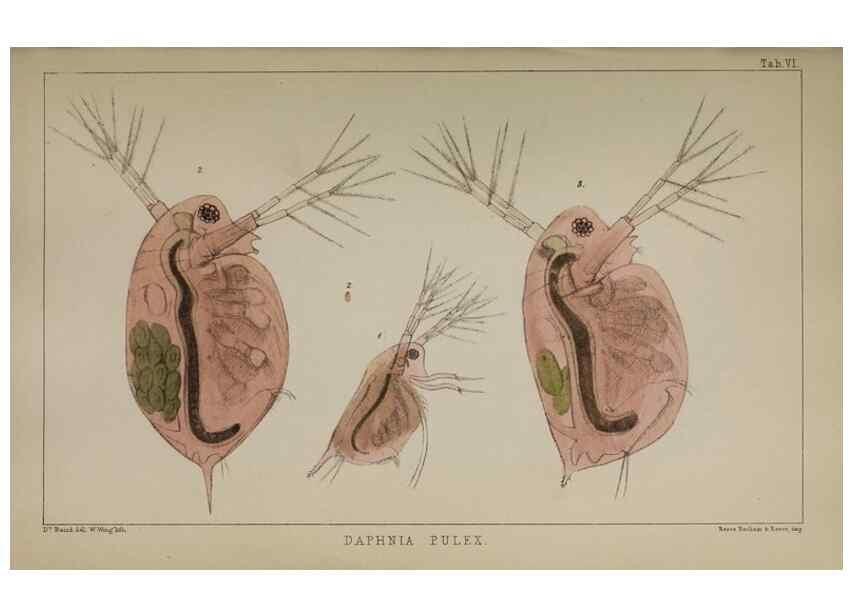 Reproducción/Reproduction 49691306491: The natural history of the British Entomostraca.. London,The Ray society,1850.. 