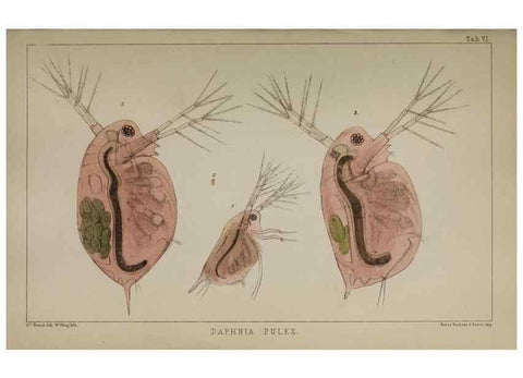 Reproducción/Reproduction 49691306491: The natural history of the British Entomostraca.. London,The Ray society,1850.. 