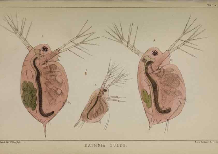 Reproducción/Reproduction 49691306491: The natural history of the British Entomostraca.. London,The Ray society,1850.. 