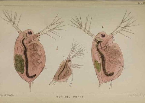 Reproducción/Reproduction 49691306491: The natural history of the British Entomostraca.. London,The Ray society,1850.. 