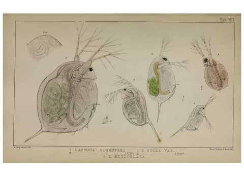 Reproducción/Reproduction 49691615507: The natural history of the British Entomostraca.. London,The Ray society,1850.. 
