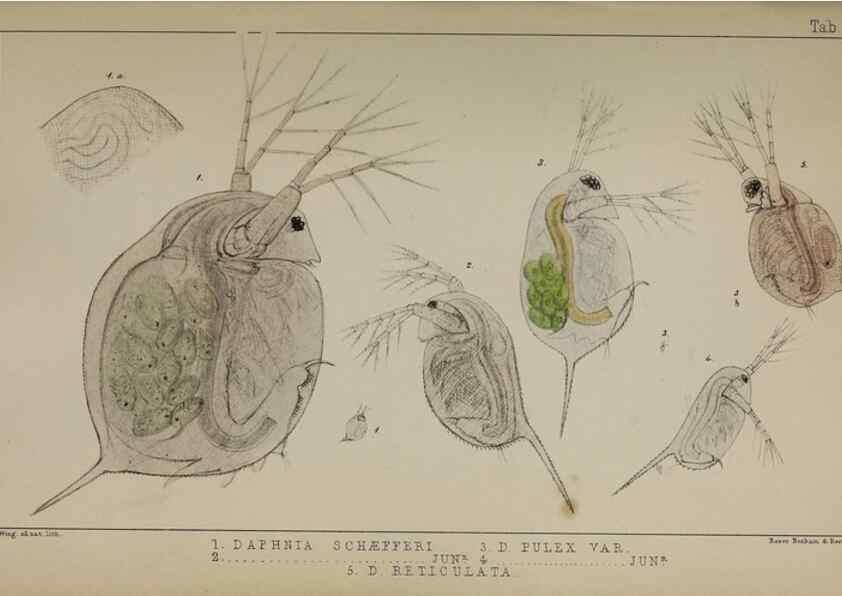 Reproducción/Reproduction 49691615507: The natural history of the British Entomostraca.. London,The Ray society,1850.. 