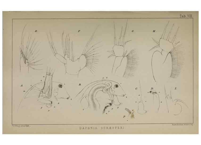 Reproducción/Reproduction 49690771373: The natural history of the British Entomostraca.. London,The Ray society,1850.. 
