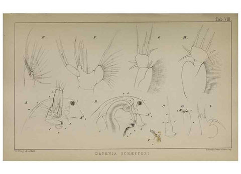 Reproducción/Reproduction 49690771373: The natural history of the British Entomostraca.. London,The Ray society,1850.. 
