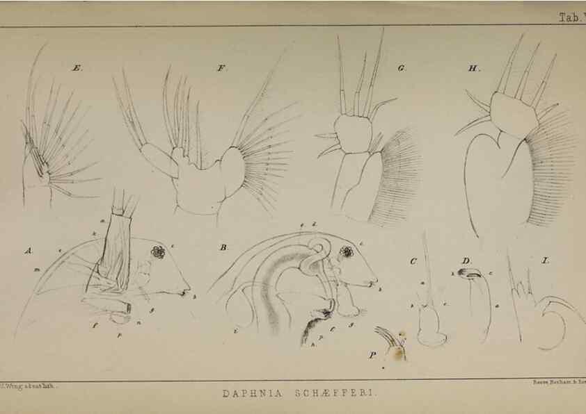 Reproducción/Reproduction 49690771373: The natural history of the British Entomostraca.. London,The Ray society,1850.. 