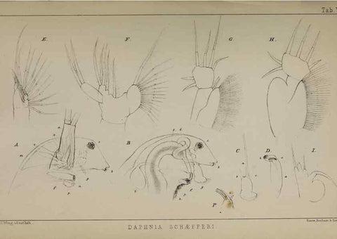 Reproducción/Reproduction 49690771373: The natural history of the British Entomostraca.. London,The Ray society,1850.. 