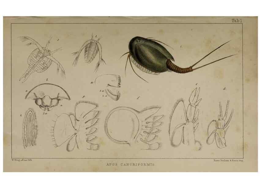 Reproducción/Reproduction 49691614487: The natural history of the British Entomostraca.. London,The Ray society,1850.. 