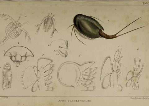 Reproducción/Reproduction 49691614487: The natural history of the British Entomostraca.. London,The Ray society,1850.. 