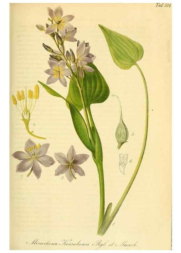 Reproducción/Reproduction 49691608257: Gartenflora.. Erlangen :F. Enke,1852-1940.. 