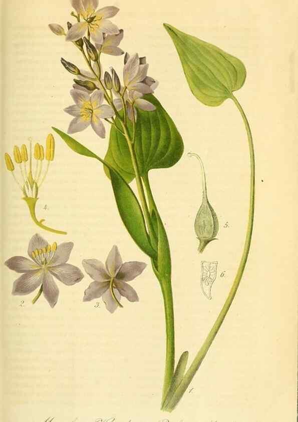 Reproducción/Reproduction 49691608257: Gartenflora.. Erlangen :F. Enke,1852-1940.. 
