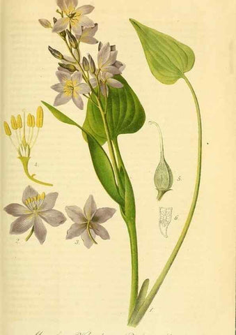 Reproducción/Reproduction 49691608257: Gartenflora.. Erlangen :F. Enke,1852-1940.. 