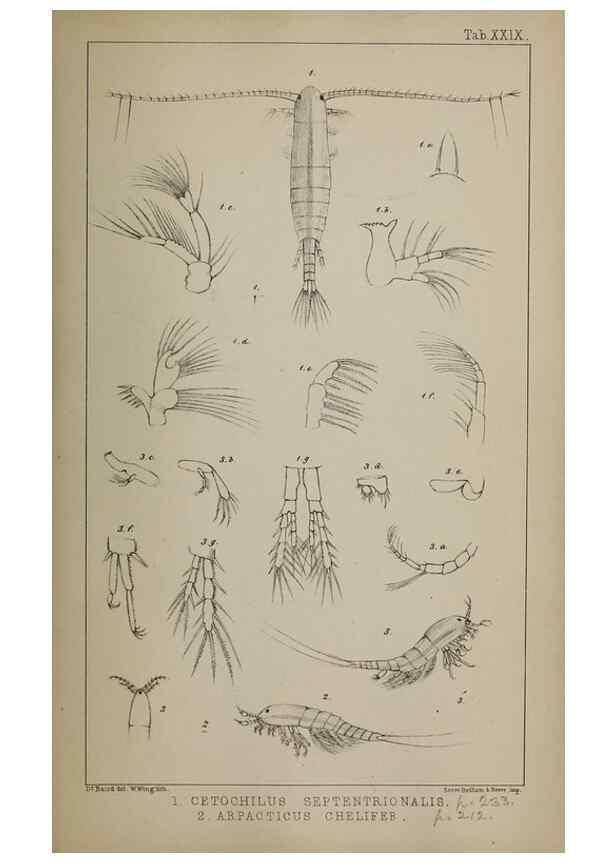 Reproducción/Reproduction 49691311656: The natural history of the British Entomostraca.. London,The Ray society,1850.. 