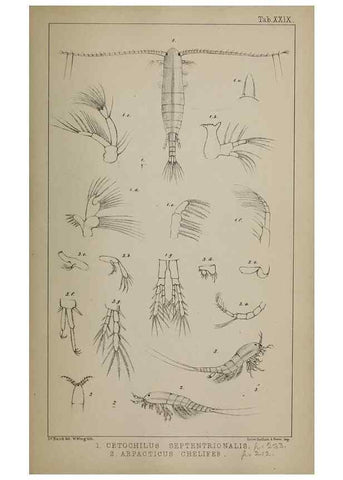 Reproducción/Reproduction 49691311656: The natural history of the British Entomostraca.. London,The Ray society,1850.. 