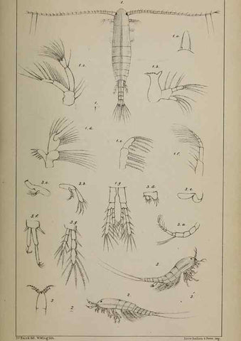 Reproducción/Reproduction 49691311656: The natural history of the British Entomostraca.. London,The Ray society,1850.. 