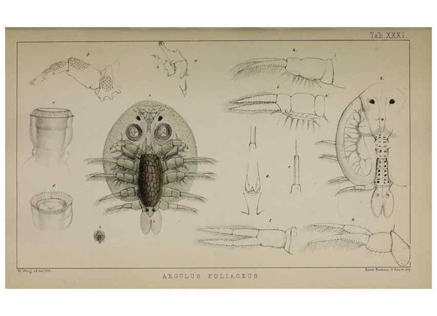 Reproducción/Reproduction 49691312036: The natural history of the British Entomostraca.. London,The Ray society,1850.. 