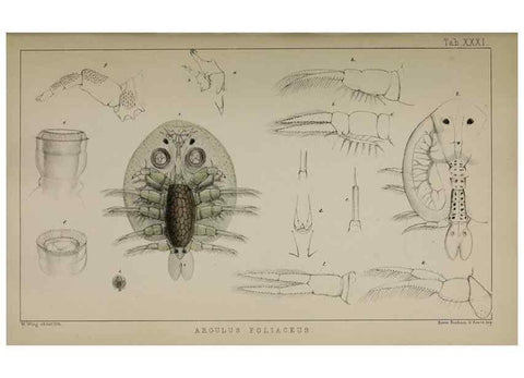 Reproducción/Reproduction 49691312036: The natural history of the British Entomostraca.. London,The Ray society,1850.. 