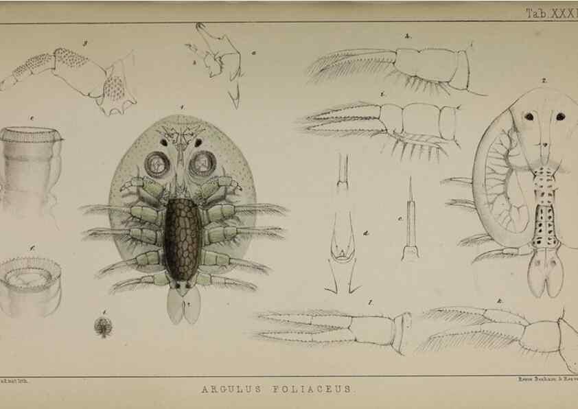 Reproducción/Reproduction 49691312036: The natural history of the British Entomostraca.. London,The Ray society,1850.. 