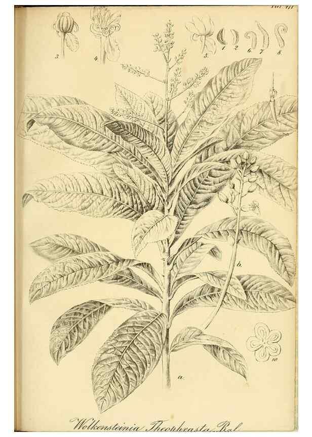 Reproducción/Reproduction 49691706171: Gartenflora.. Erlangen :F. Enke,1852-1940.. 